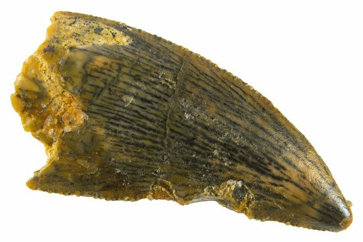 Serrated Raptor Tooth - Real Dinosaur Tooth #332445